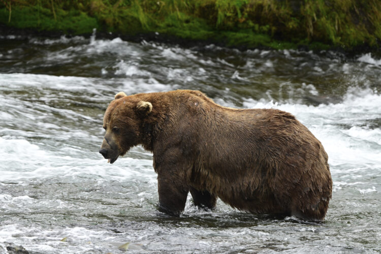 Chunk, a 1,200-pound bear with a broken jaw, wins Alaska's popular Fat Bear Week contest